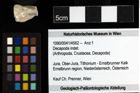 Foto (Objekt + Etiketten) von Decapoda indet. 